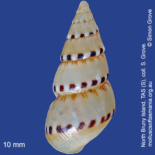 species image