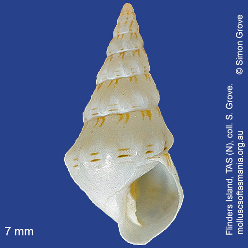 species image