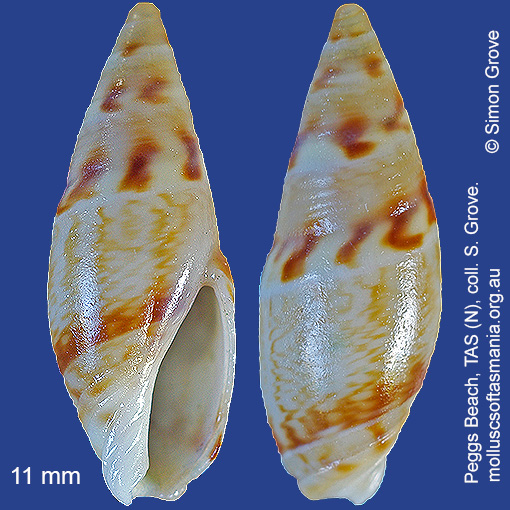 species image