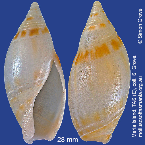 species image