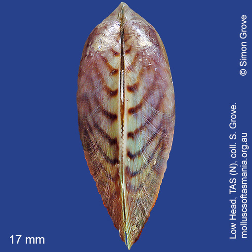 species image