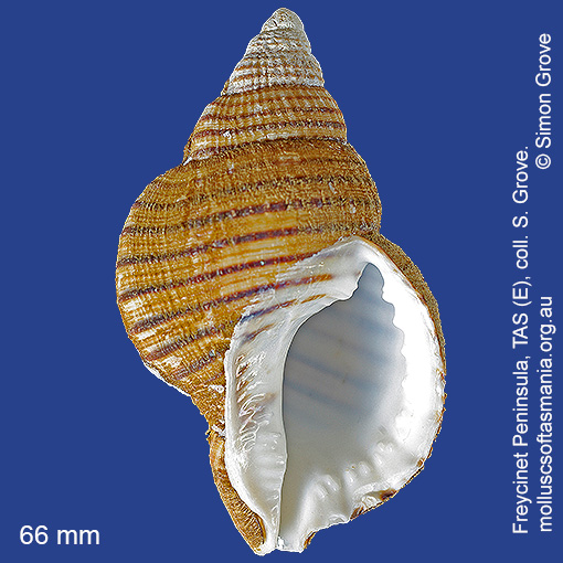 species image