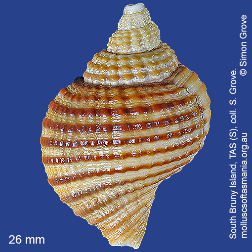 species image