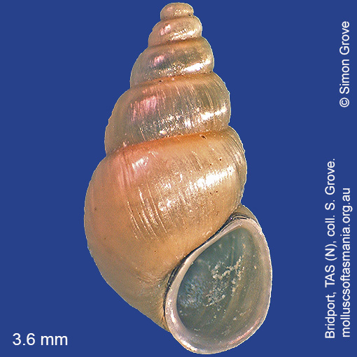 species image