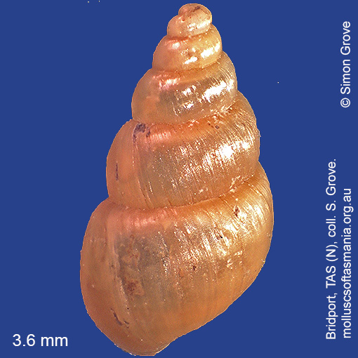 species image