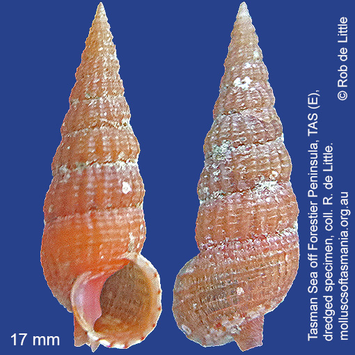 species image