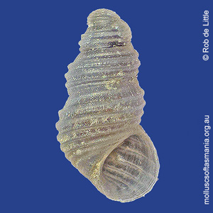 Attenuata wilsonensis