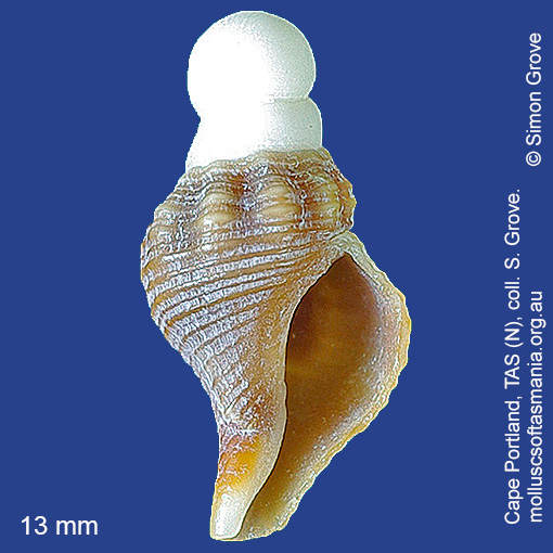 species image