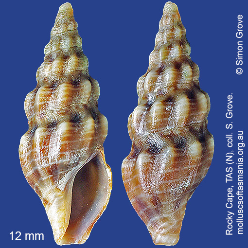 species image