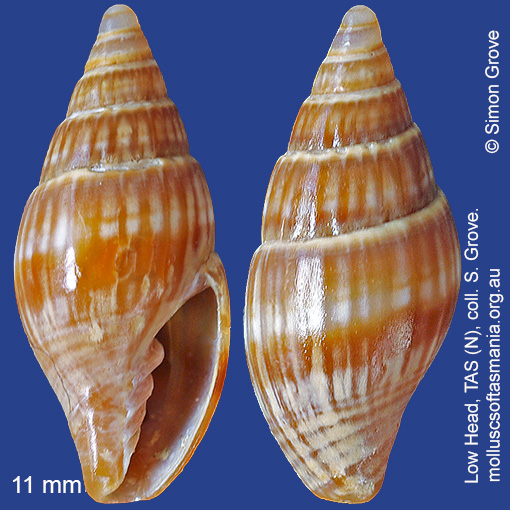 species image