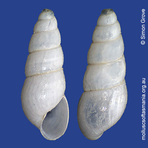 Austrorissopsis consobrina