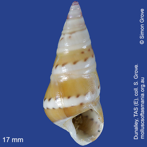 species image