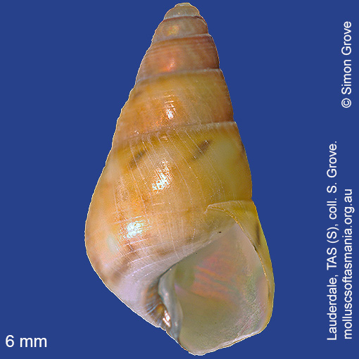 species image