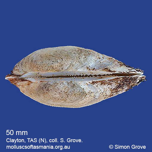 species image