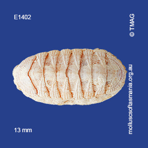 Ischnochiton falcatus