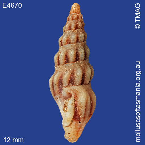 Austrodrillia angasi