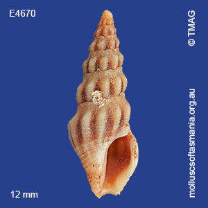 Austrodrillia angasi