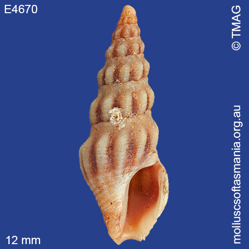 Austrodrillia angasi