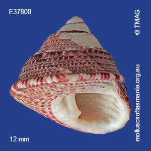 Clanculus undatoides