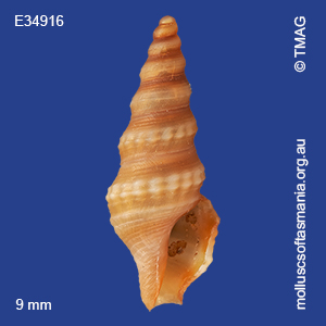 Etrema kymatoessa