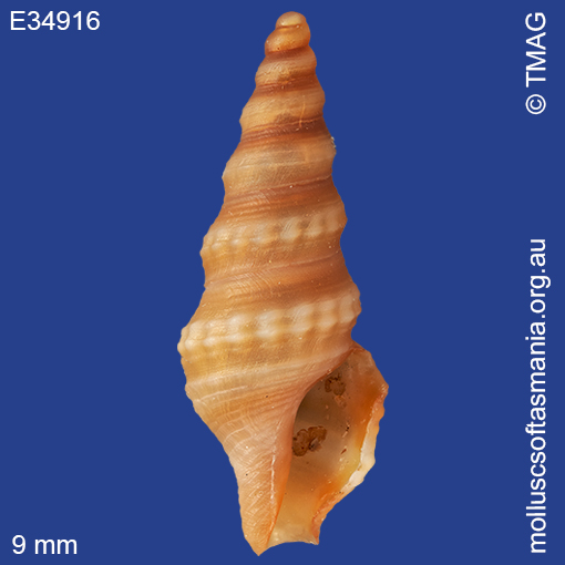 Etrema kymatoessa